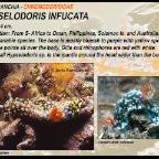 Hypselodoris infucata