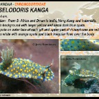 Hypselodoris kanga