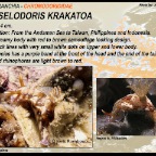 Hypselodoris krakatoa