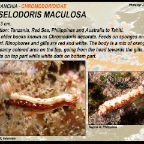 Hypselodoris maculosa