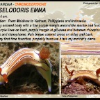 Hypselodoris emma