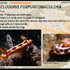 Hypselodoris pupureomaculosa