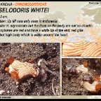 Hypselodoris whitei