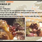Hopkinsia sp
