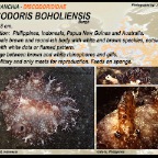 Discodoris boholiensis