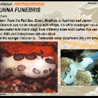 Jorunna funebris