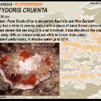 Platydoris cruenta