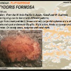 Platydoris formosa