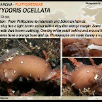 Platydoris ocellata