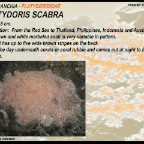 Platydoris scabra