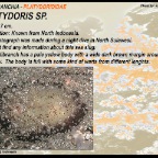 Platydoris sp