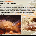 Halgerda malesso