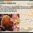 Halgerda tesselata