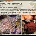 Asteronotus-cespitosus