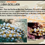 Phyllidia ocellata