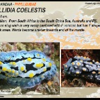 Phyllidia coelestis
