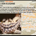Phyllidia elegans