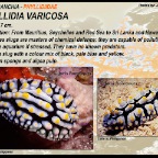 Phyllidia varicosa