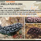 Phylidiella pustulosa