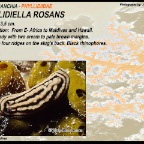 Phylidiella rosans