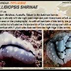 Phyllidiopsis shirinae