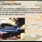 Phyllidiopsis striata