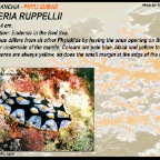 Fryeria ruppellii