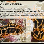 Reticulidia halgerda