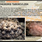 Dendrodoris tuberculosa