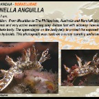 Bornella anguilla