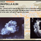 Tritonopsilla alba