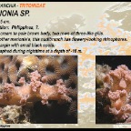 Marionia sp