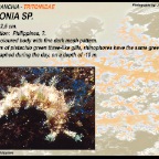 Tritonia sp.
