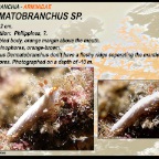 Dermatobranchus sp