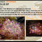 Janolus sp