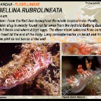 Flabbelina rubrolineata