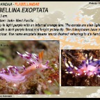 Flabbelina exoptata