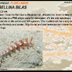 Flabbelina bilas