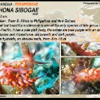 Cuthona sibogae