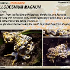 Phyllodesmium magnum