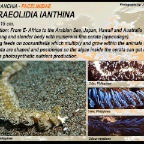 Pteraeolidia ianthina
