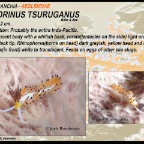 Favorinus tsuruganus