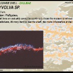 Aclyvolva sp
