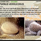 Calpurnus verrucosus