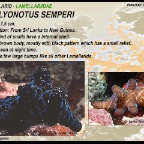 Chelyonotus semperi