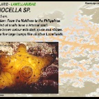 Coriocella sp