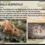 Cymbiola vespertilio