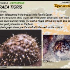 Cypraea tigris