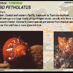 Turbo petholatus