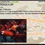 Dentiovula sp